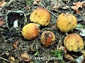 Coprinellus bipellis-amf1916-1